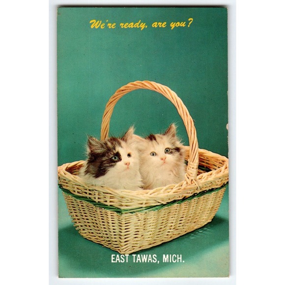 Other - Kittens Cats In Basket Postcard Chrome 1965 Greeting From East Tawas Michigan